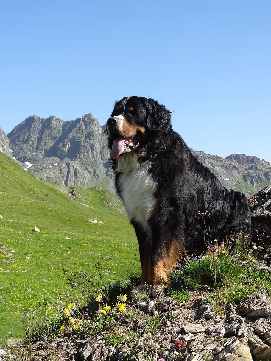 The Bernese Mountain Dog: A Gentle Giant of a Dog Breed