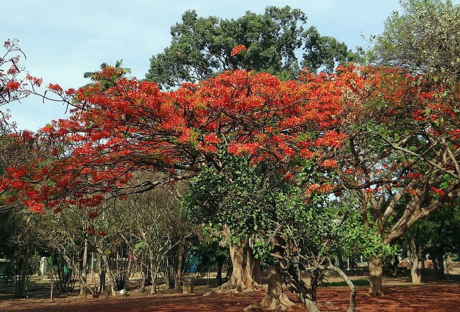 The Lonely Gulmohar