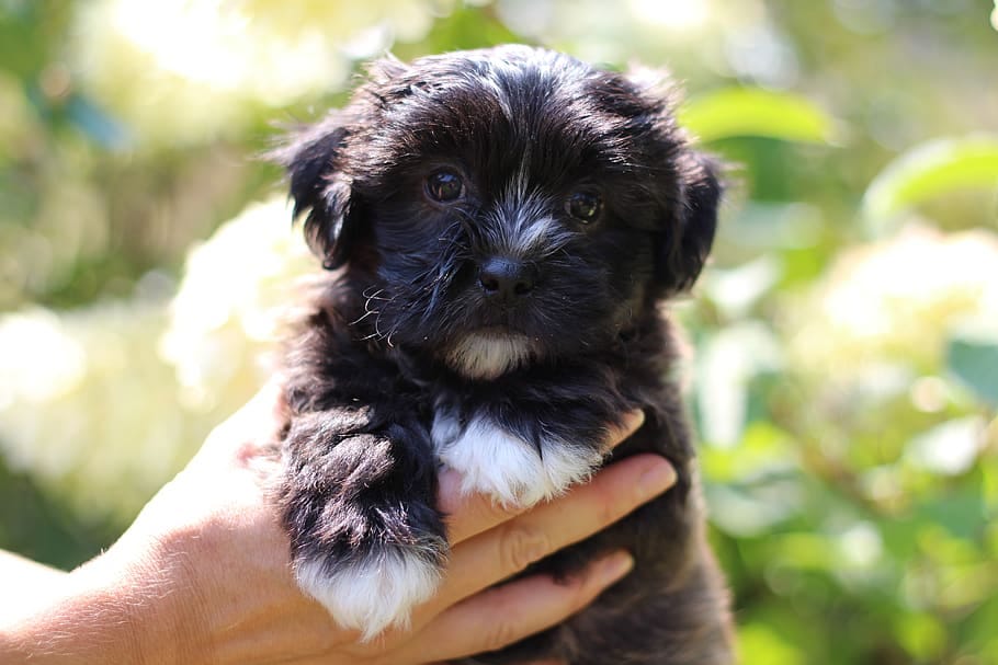 Teddy Bear Dog Breed