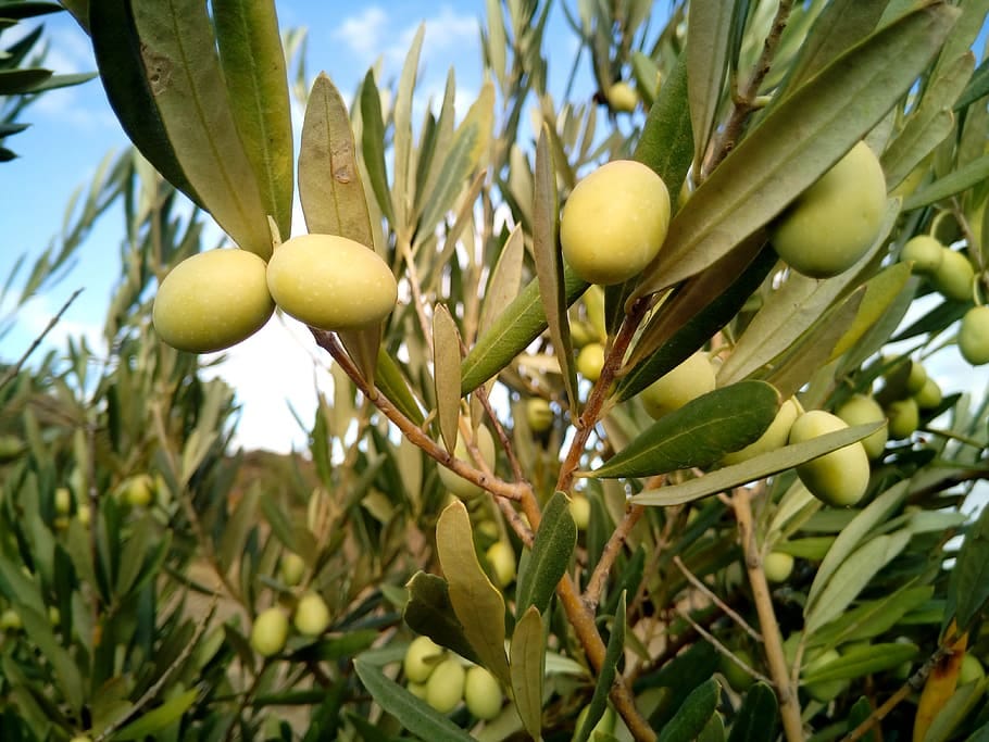 Green olives on an olive tree