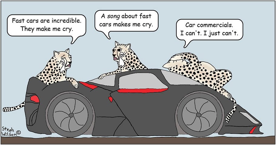 Cheetahs cry over a fast car.