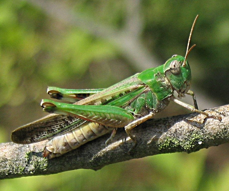 Um gafanhoto verde sobre um galho.
