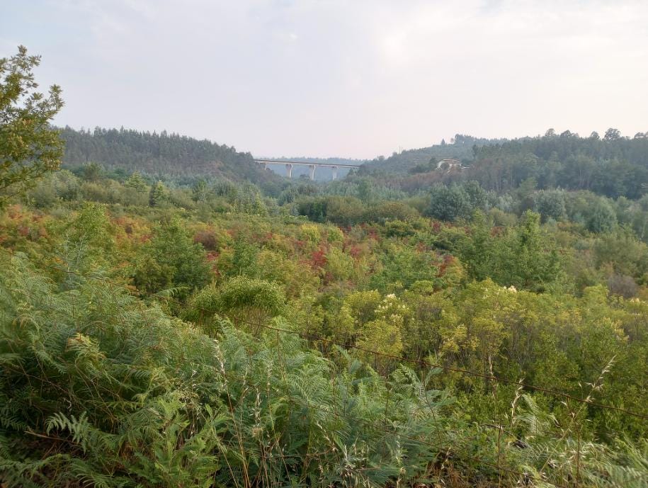 Another shot of the lush green valley, the trees in the nursery, and the towering highway bridge that was seen up close in an earlier picture.