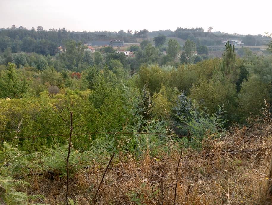 Another more open shot of the valley. Lush with innumerable green trees & foliage, on the mountain on the opposite side of the valley some houses peek through.