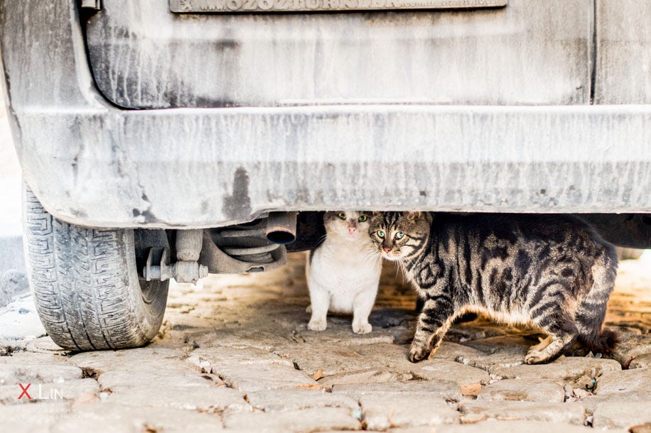 The City is littered with Healthy Cats that are not afraid of people, 1/100 f2.2 Iso 400 @ 50mm