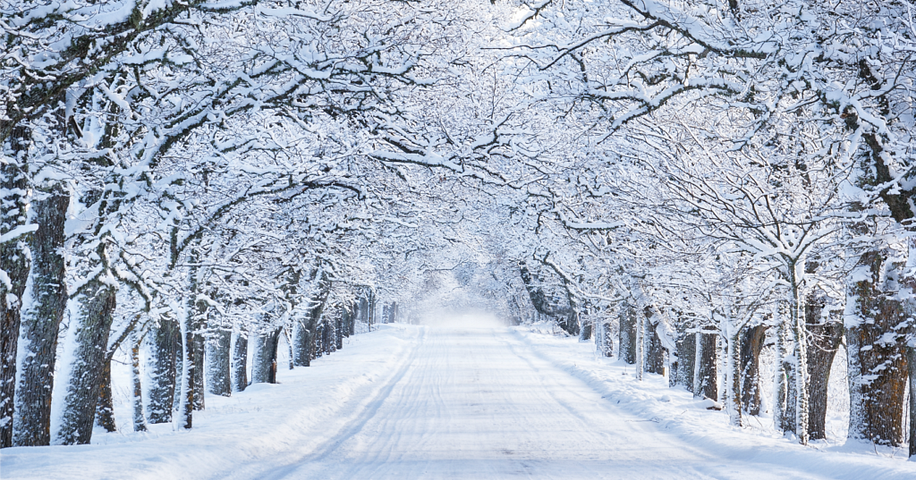 Winter wellness - a snow covered road to somewhere, white trees each side, forming a tunnel