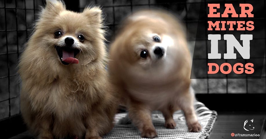 Kutu Kuping Rio Farm