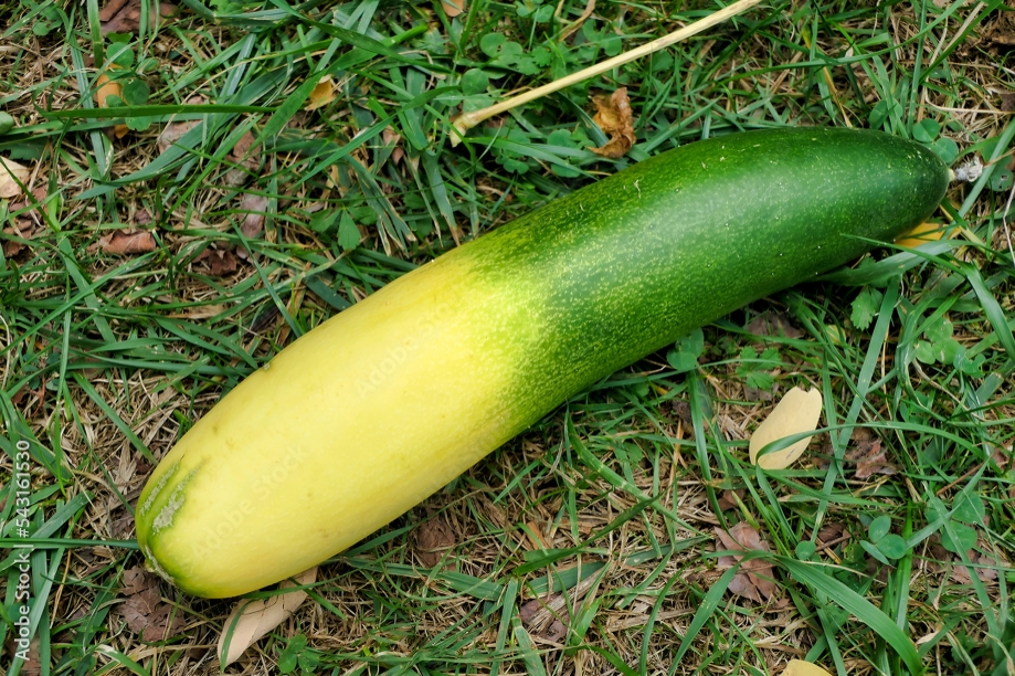 Title: Why Cucumbers Turn Yellow — Problems and Solutions Image by timolina on FreepikIn the middle of summer, many gardeners face a problem. The cucumber, which is supposed to be green and vigorous, turns yellow and looks very dull. Let’s try to find out why cucumbers turn yellow — problems and solutions. Fresh cucumbers planted from the garden are ideal summer vegetables that are very nice to cool down in the heat. In addition, this crop quickly enters the harvest period; some gardeners harves