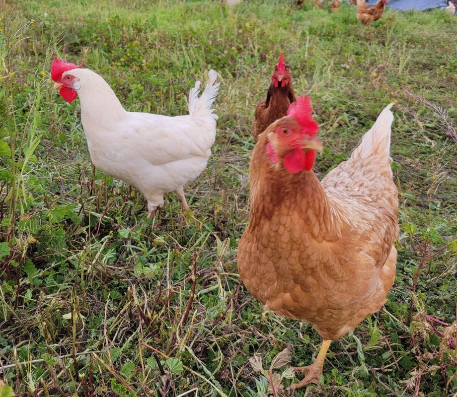 Chickens roaming on pasture