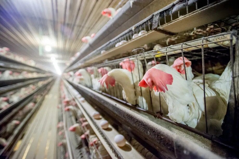 What Children Can Learn About Factory Farming from Chicken Run Movies?