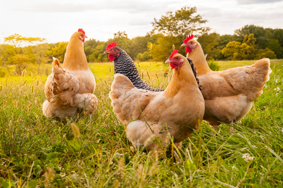 Photo of chickens in a field