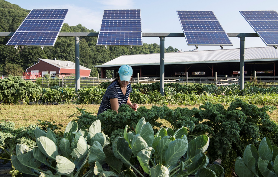 farmer growing vegetable crops beneath solar panels at a research site