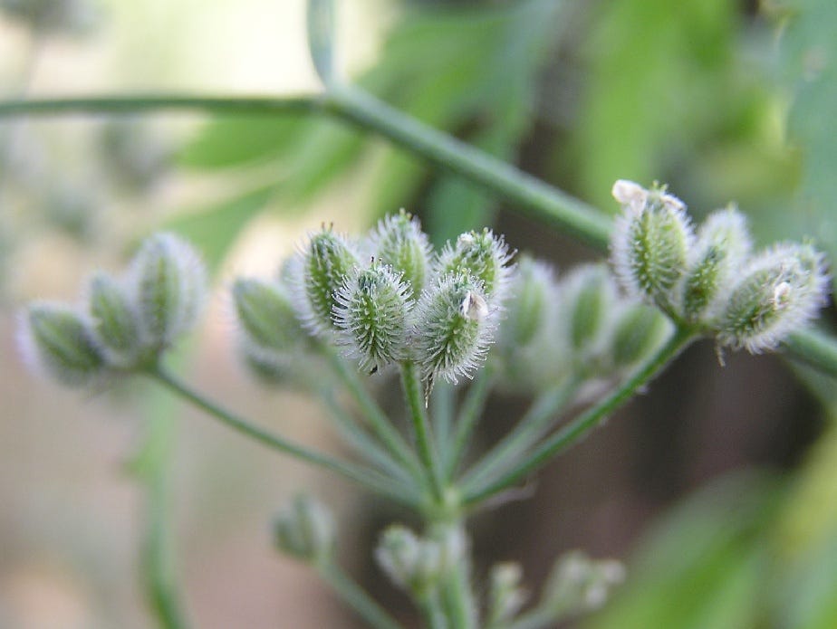 Hedge parsley, image courtesy of Wikimedia Commons.