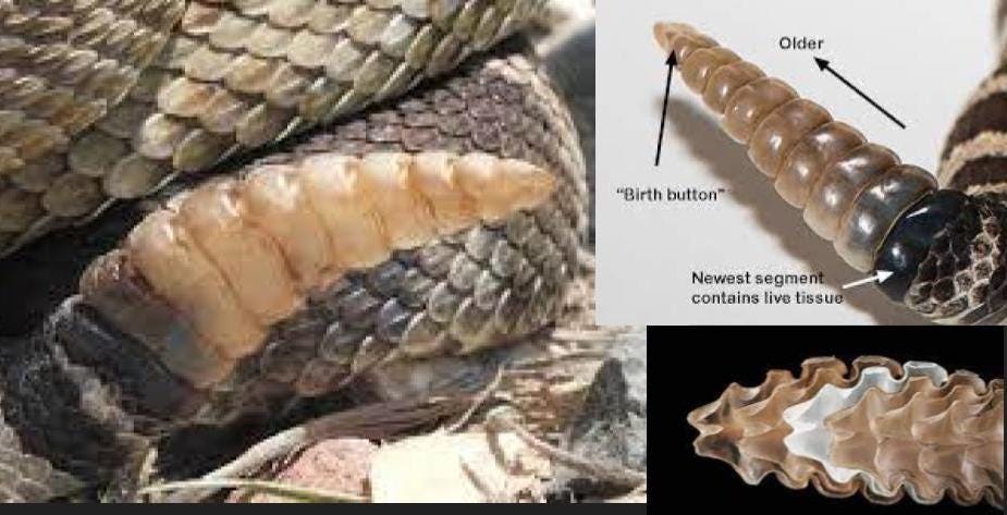 Details of the Rattlesnake’s distinctive rattle. (KimberlyUs)