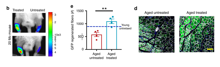 Yamanaka factors partial cellular reprogramming restore aged muscular stem cells’ regenerative capacity in mice