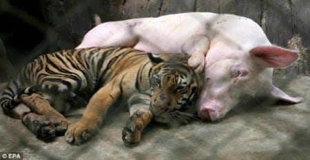 tiger-and-pig