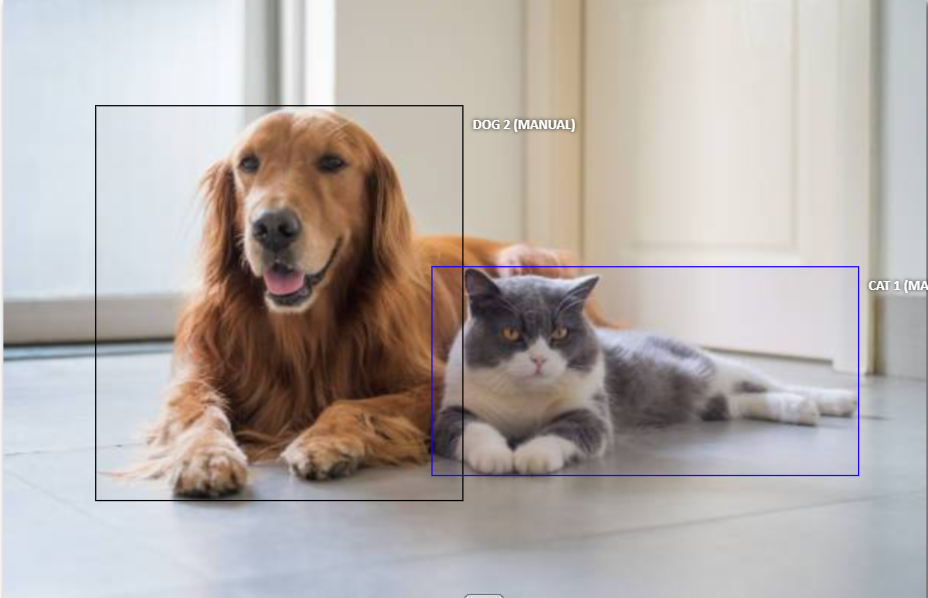 Bounding boxes drawn on dog and cat sitting together