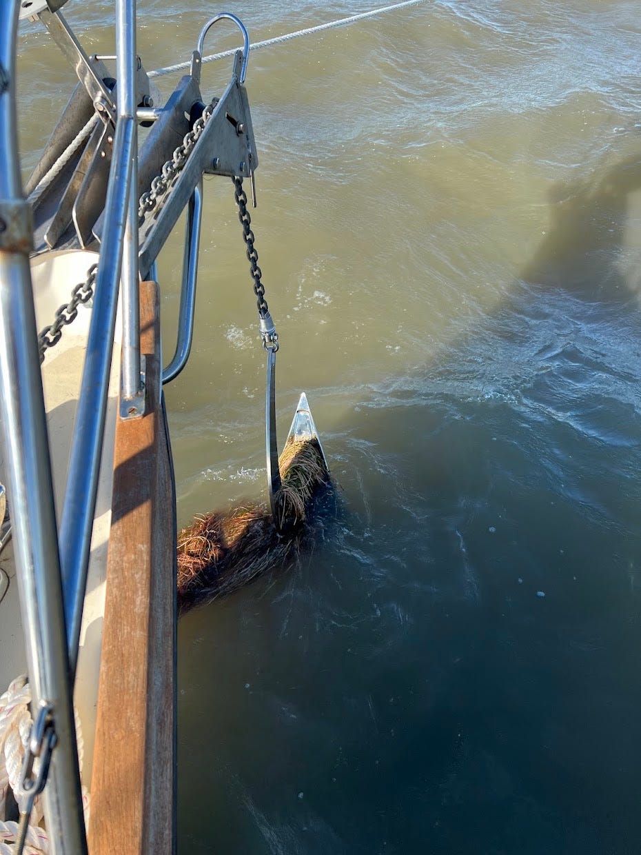 An anchor fouled with seagrass, still partially submerged