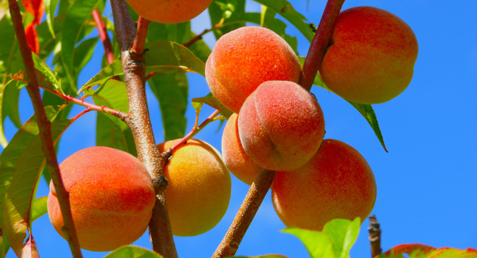 A vibrant cluster of ripe peaches hangs from the branches of a lush tree, basking in the golden sunlight. Their skin, a soft blend of red and yellow hues, promises sweetness. Leaves flutter gently in the breeze, framing this picture of summer abundance and natural beauty, awaiting the gentle touch of harvest.