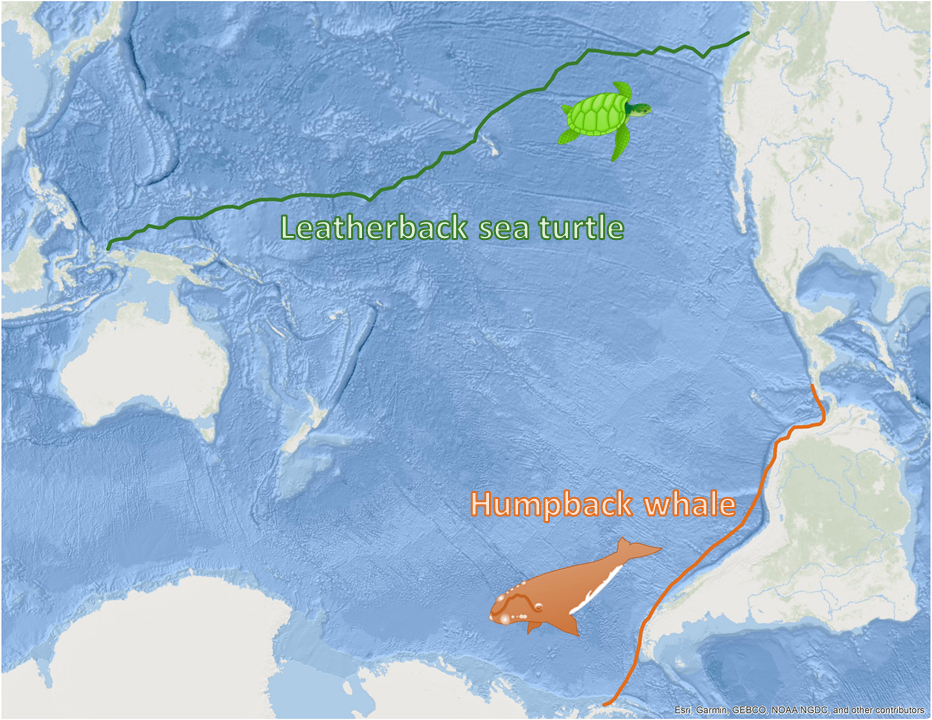 Leatherback sea turtle and humpback whale migrations graphic 