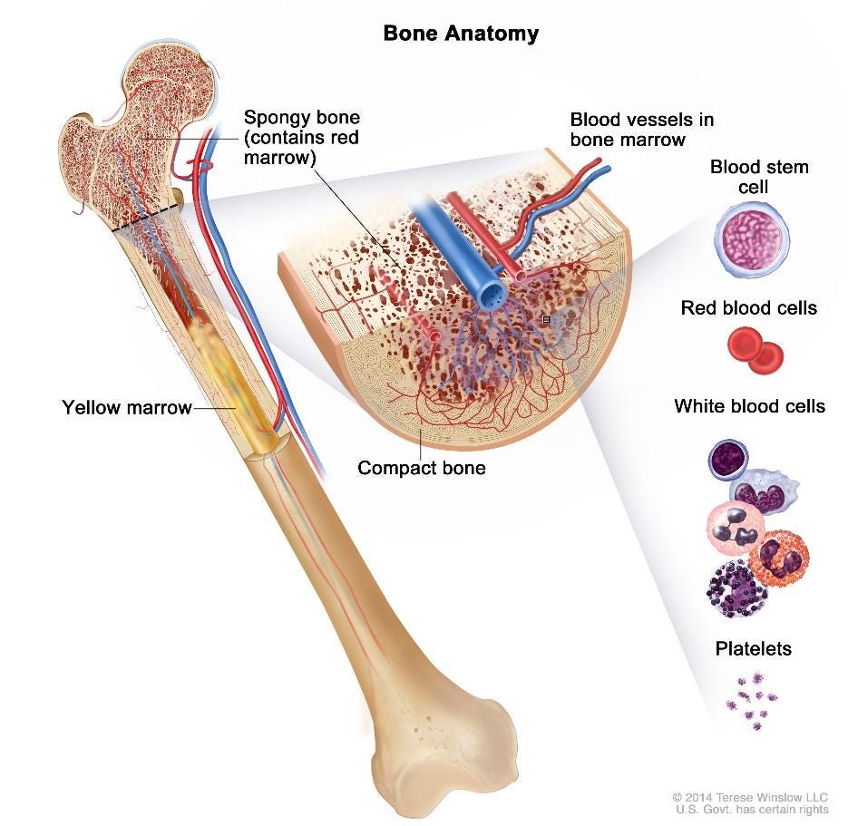 Figure of bone marrow and its components