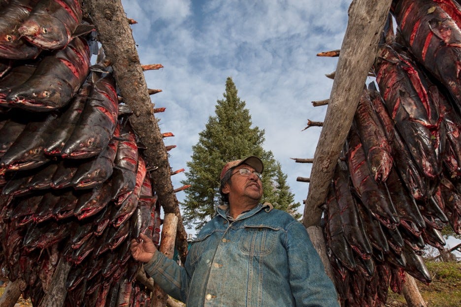 Chum salmon on two drying racks with a man in between wearing a jean jacket.