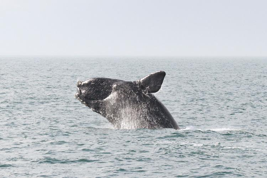 A right whale breaches the ocean. Credit: NOAA Fisheries.