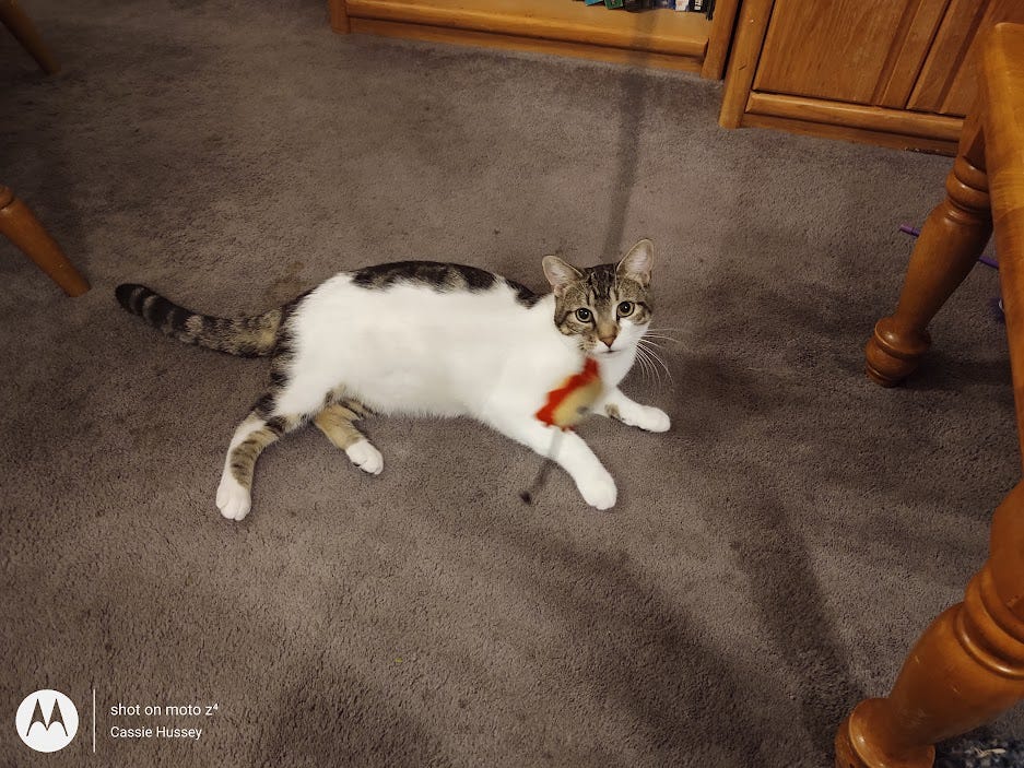 Nugget relaxing on the floor with a favorite toy, a little stuffed sun