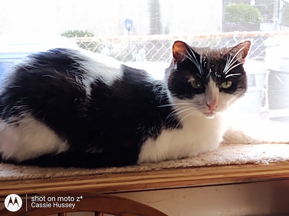 Bandit on the window sill of our dining room