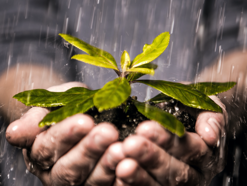 Hands holding a plant seedling in the rain