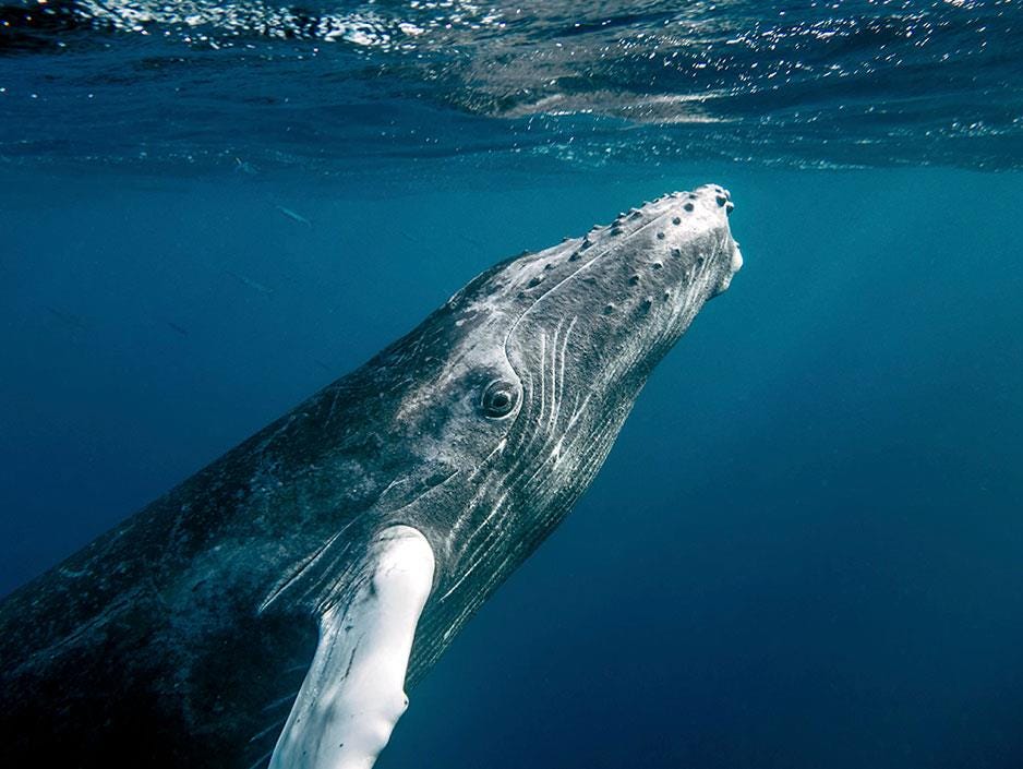 A humpback whale ascending to the surface.