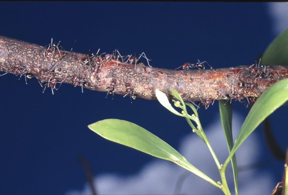 ants walking along a branch