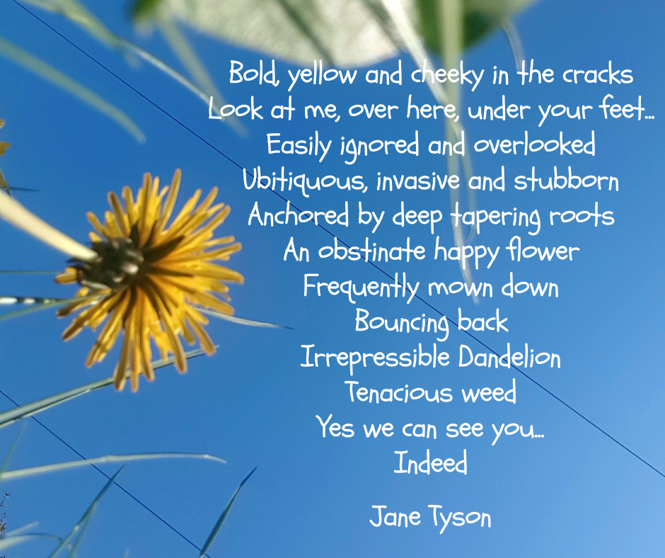 Dandelion Poem by Jane Tyson