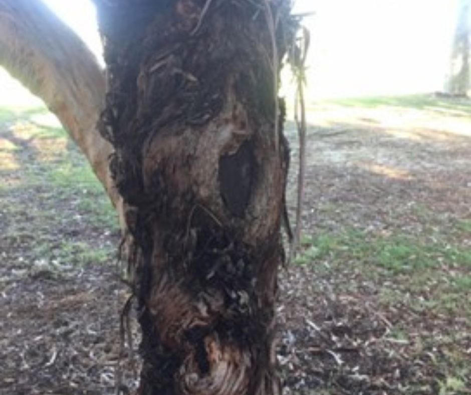 Author’s image of the dragon trapped in the tree. It will be free in the morning and can return to its cave in Greece. Or perhaps we will devise a new story for this dragon. Perhaps we will send him to the Galapagos Islands as an Iguana and he will forever be searching for his one gold coin. Tell me what you think he deserves.