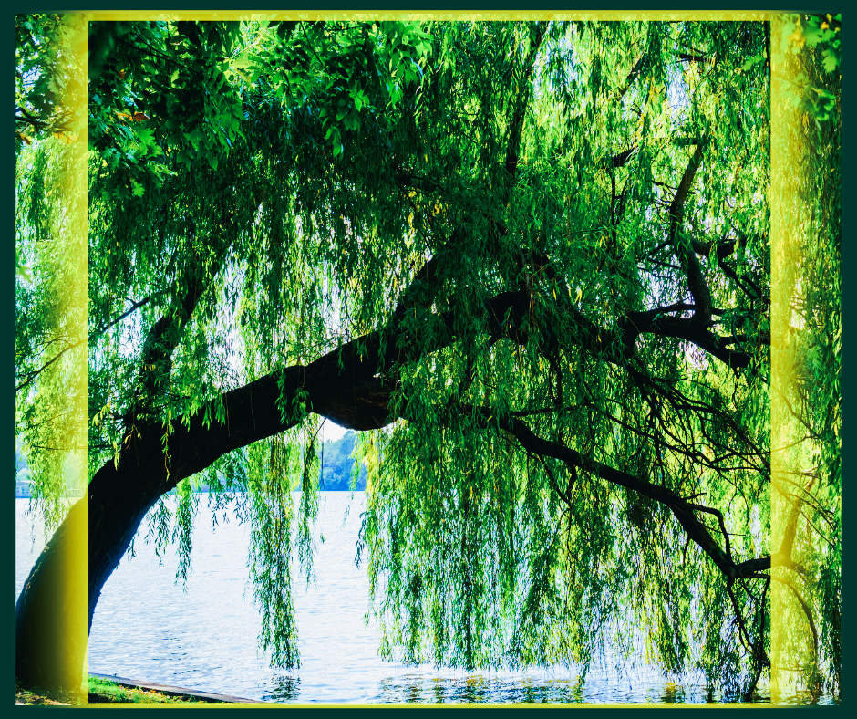 a weeping willow tree