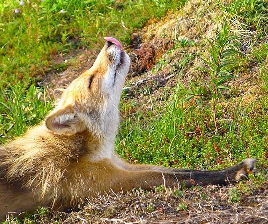 Fox stretching while lying on the ground and sticking out its tongue.