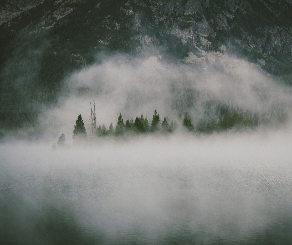 Mountains and trees with heavy fog