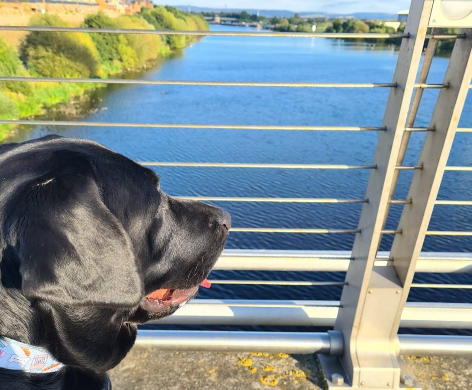 A black dog looks out over the edge of a bridge, over the river and lush, warmly lit countryside. He is gazing towards the horizon. You can’t see his eyes, but if you could, they would probably be wistful.