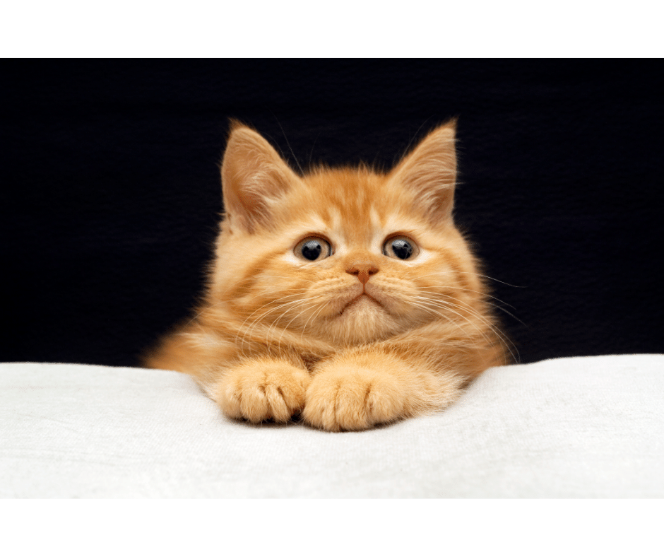 A cute ginger kitten popping on a top that looks like bed, with a black background. This image is from Canva website, by 101Cats.