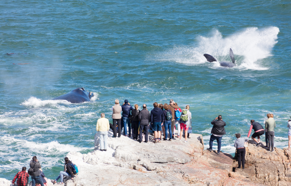 Whale watching in Hermanus. Image by Jan-Otto