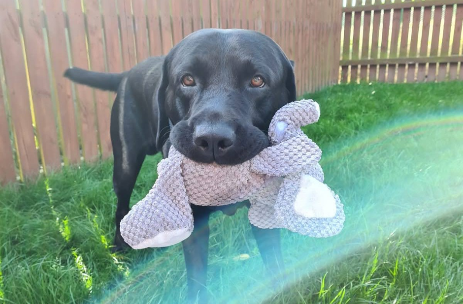 Douglas, standing facing the camera. His eyes are wide and warm. His whole body is alert, but his demeanour is gentle. He has a soft toy in his mouth. There is a gentle lens flair which makes the picture feel nostalgic, even though it’s not from my life.