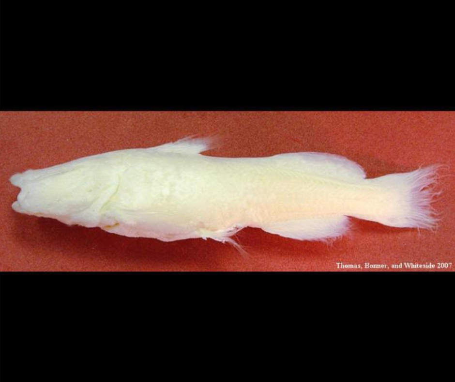 pale white, eyeless fish on red background