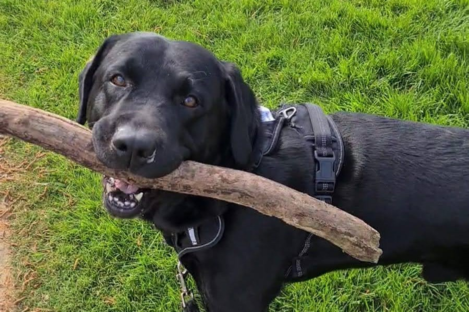 A black dog with their body in profile, turns to look towards the camera. They have a shortish but very girthy stick in their mouth. They look very proud, and rightly so.