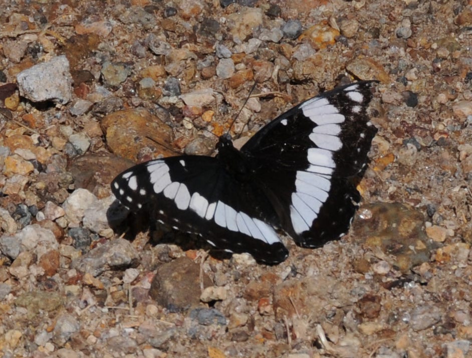 A Weidemeyer’s admiral butterfly is another of the many types of butterflies that flit among the wild flowers in Jarbidge Canyon in northeastern Nevada.