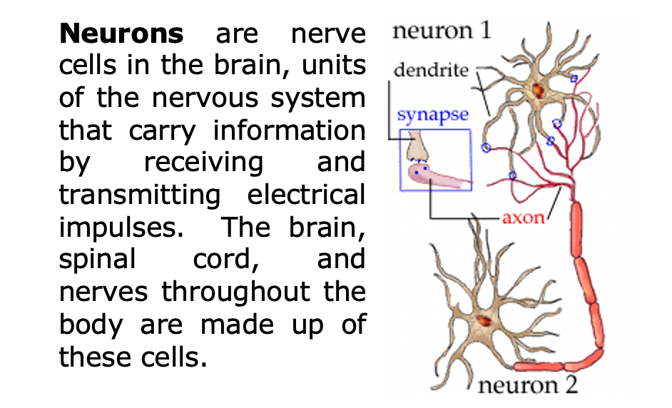 A screenshot from the brochure with an illustration of two neurons.