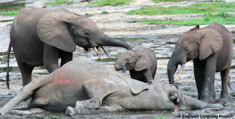 Image result for elephant death