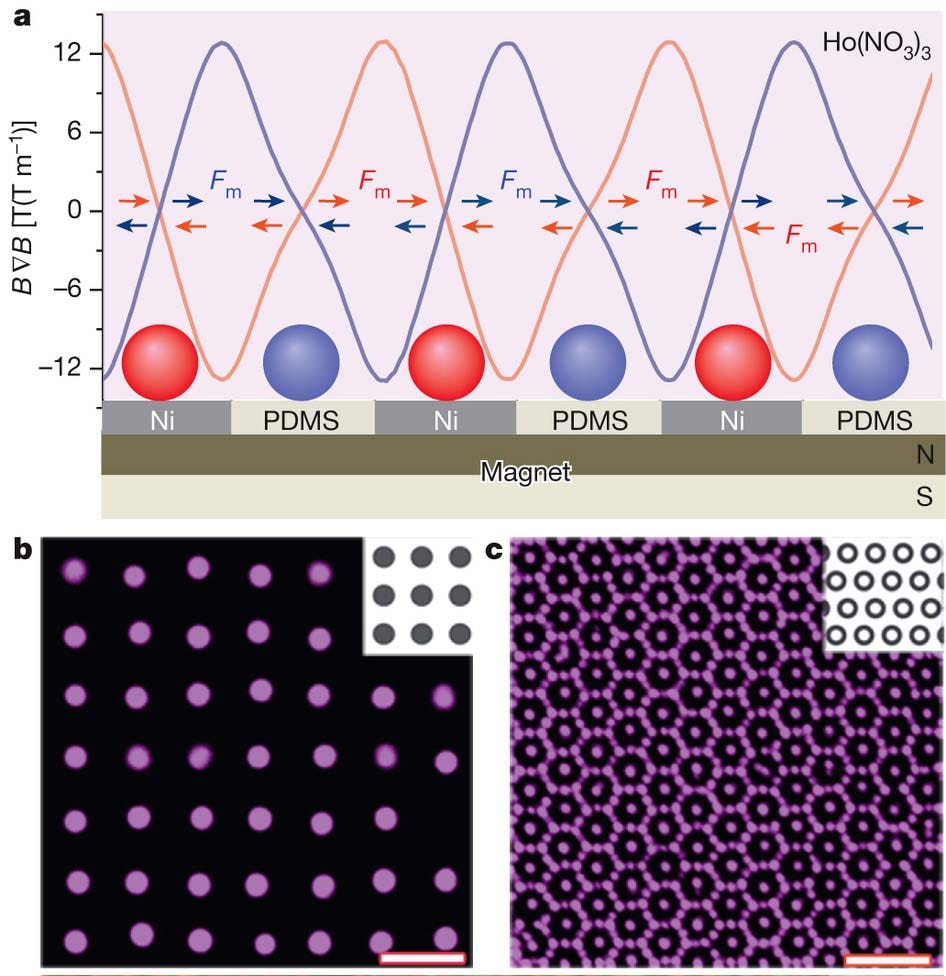 a, Esquema do arranjo experimental e os perfis de força calculados. Forças magnéticas laterais (flechas marcadas com Fm) posicionam as particulas magnéticas (vermelho) dentro das “ilhas” de níquel da grade e partículas não-magnéticas (azul) nos espaços “vazios” da grade. b, Partículas magnéticas, com 2,85  μm de diâmetro, montadas sobre uma grade quadrada de ilhas de níquel. A fidelidade da montagem, definida como a porcentagem de nós da rede sem defeitos f=97 ± 2%. c, Partículas diamagnéticas com 1,2 μm de diâmetro organizadas sobre os espaços vazios de uma grade hexagonal de anéis de níquel; f = 95 ± 3%. Escala: 10 μm. Os quadros brancos demonstram as grades de níquel sob as partículas. Imagem reproduzida da referência 1 © 2013 NPG