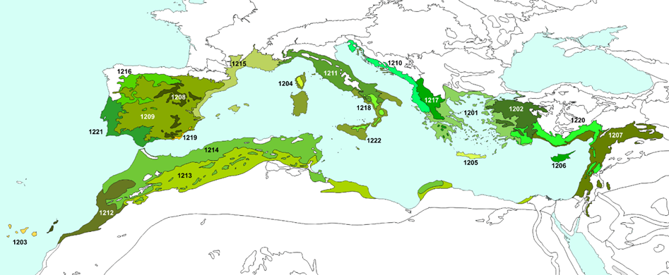 Mediterranean Region map view of forests