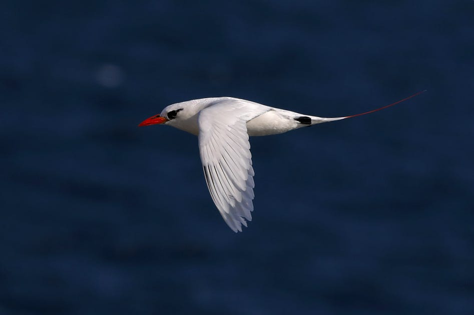 Red-tailed tropicbird (Phaethon rubricauda)