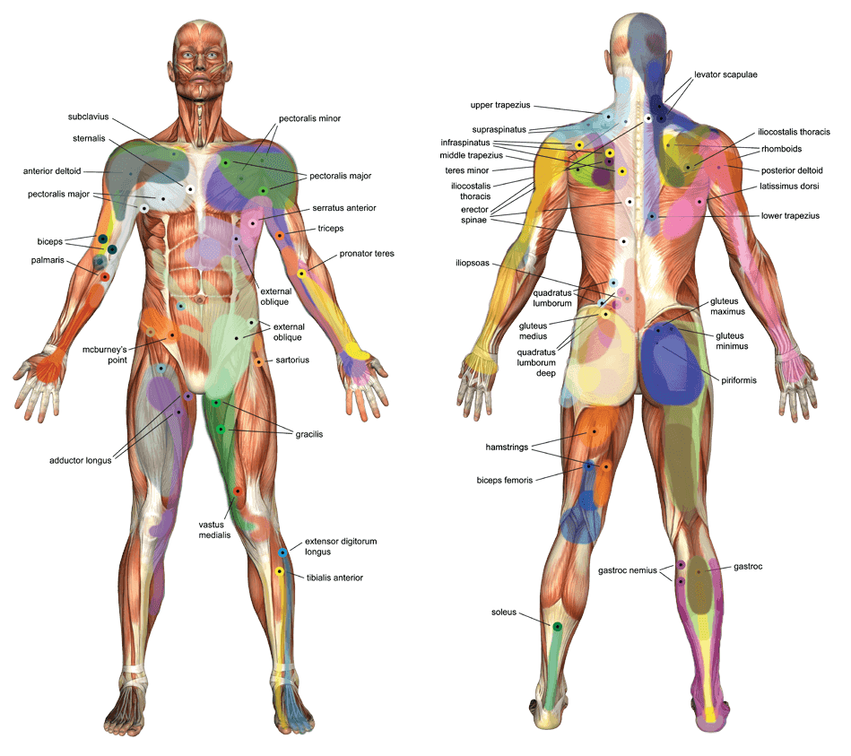 massage trigger point anatomy